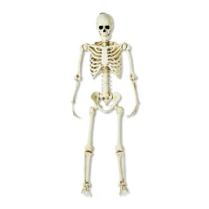 5 Ft Ultra Poseable Skeleton Indoor Outdoor Halloween Decoration Yard Prop New
