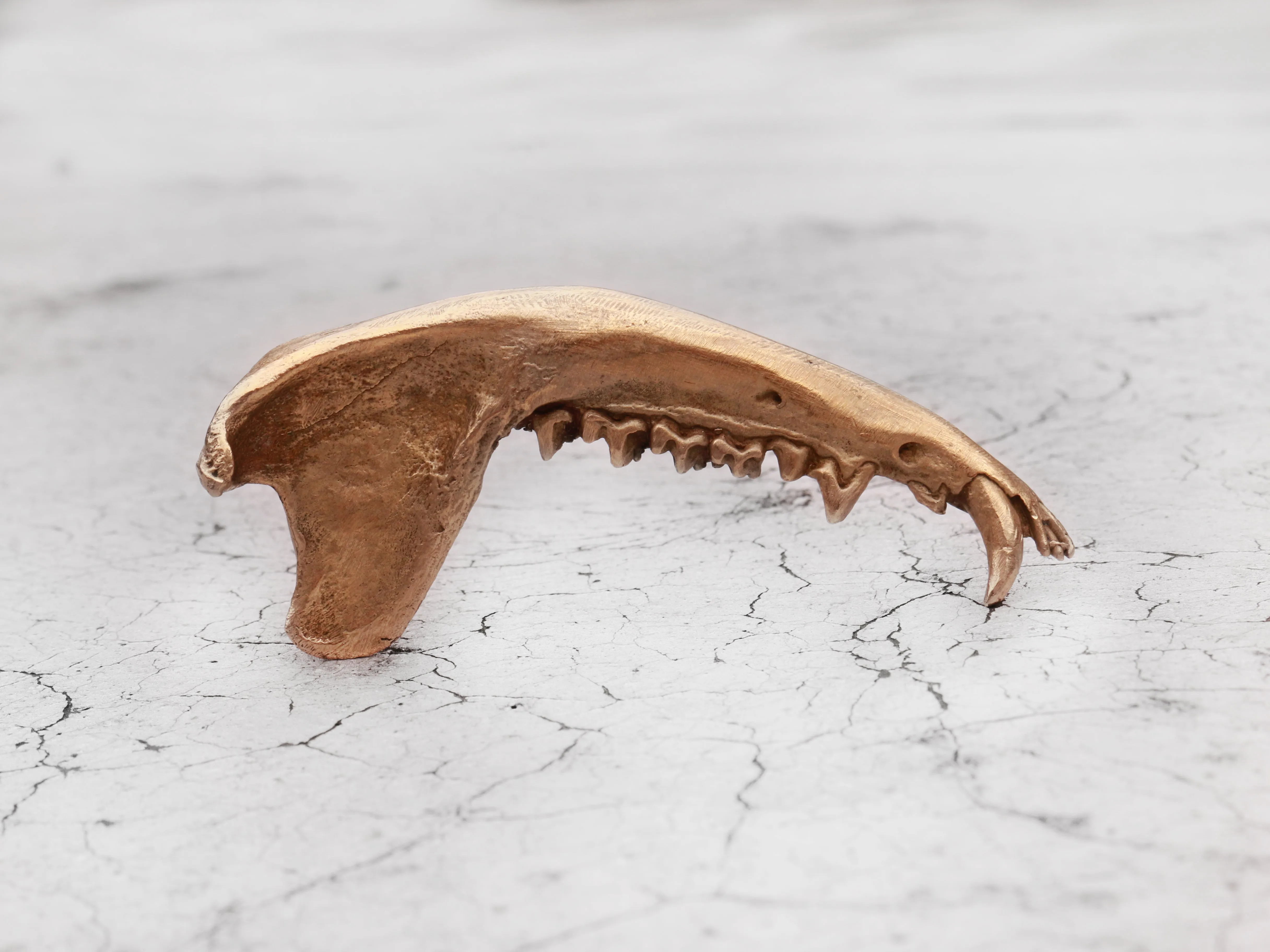 Gaag Jaw Bone Ring